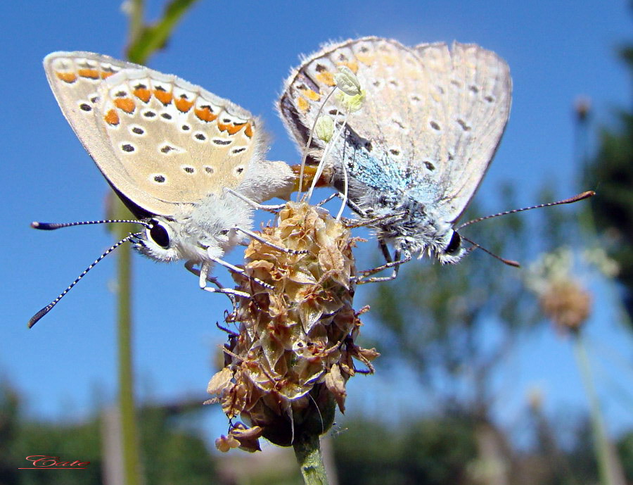 Polyommatus icarus in accoppiamento